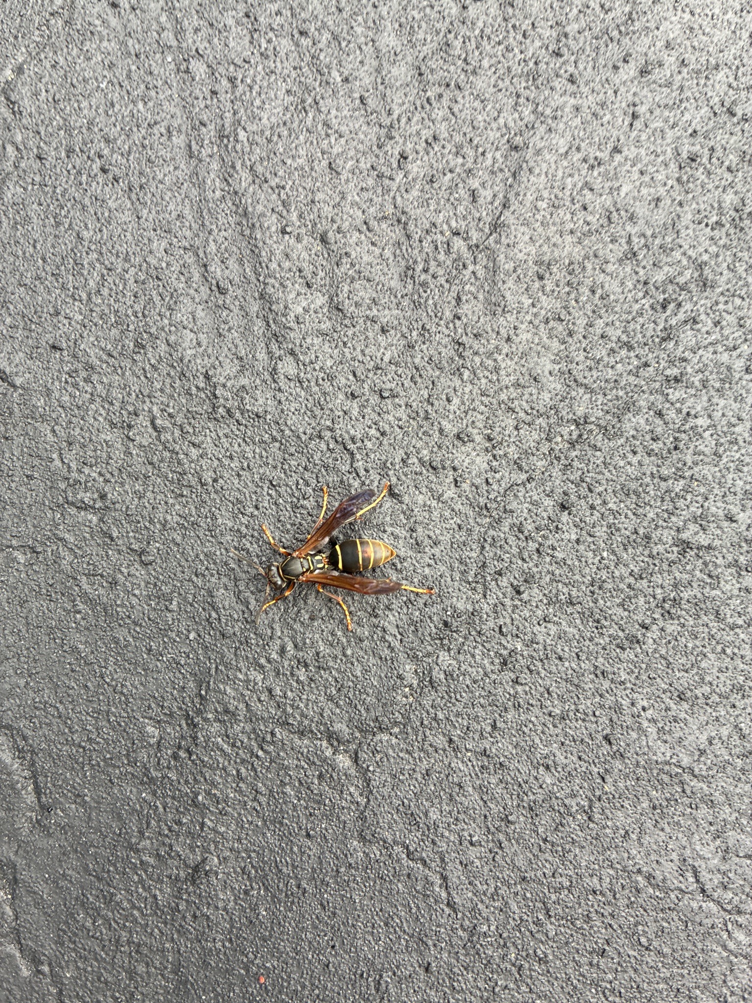 Northern Paper Wasp