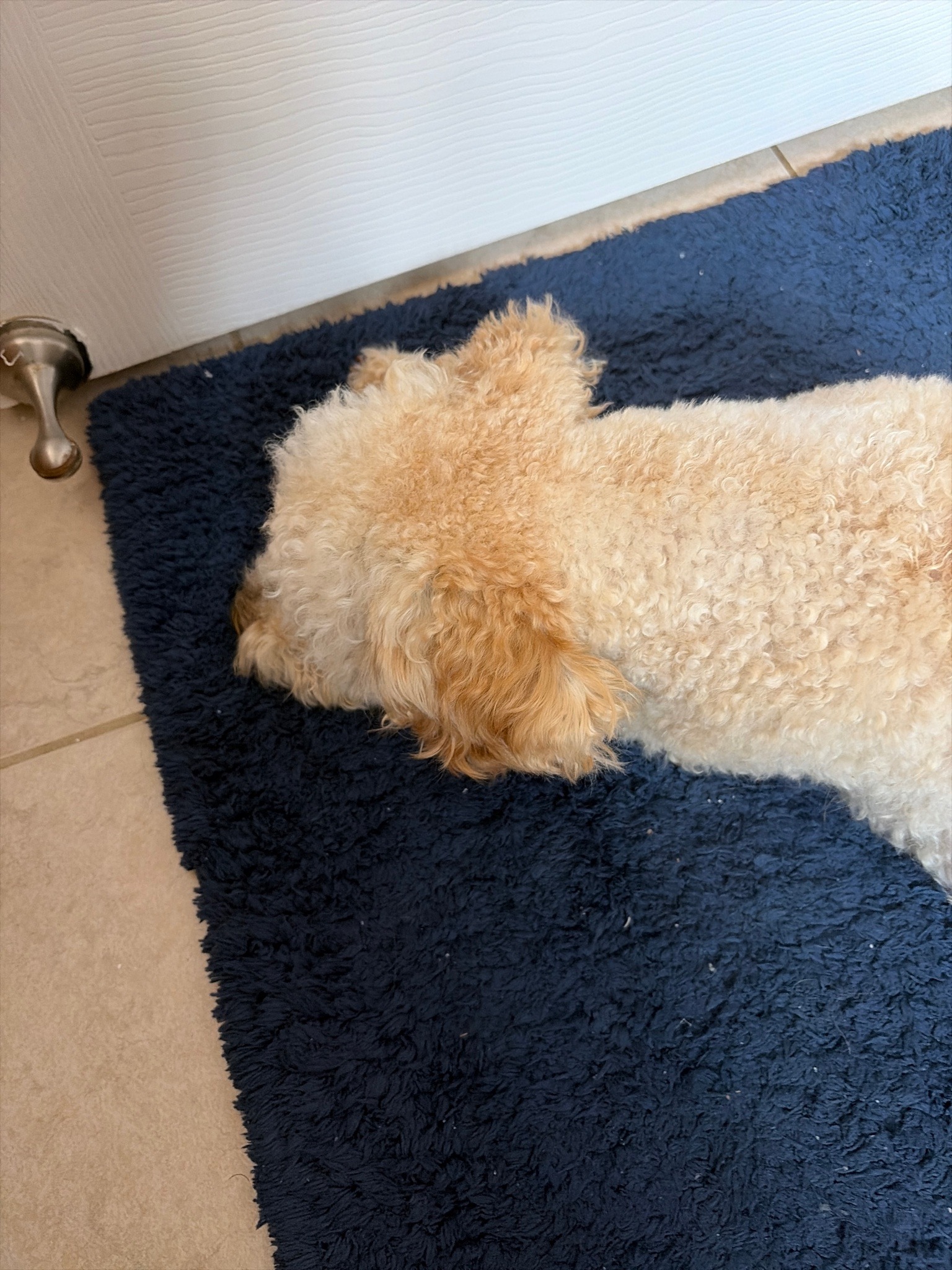 Not a Bug (Domestic Dog)