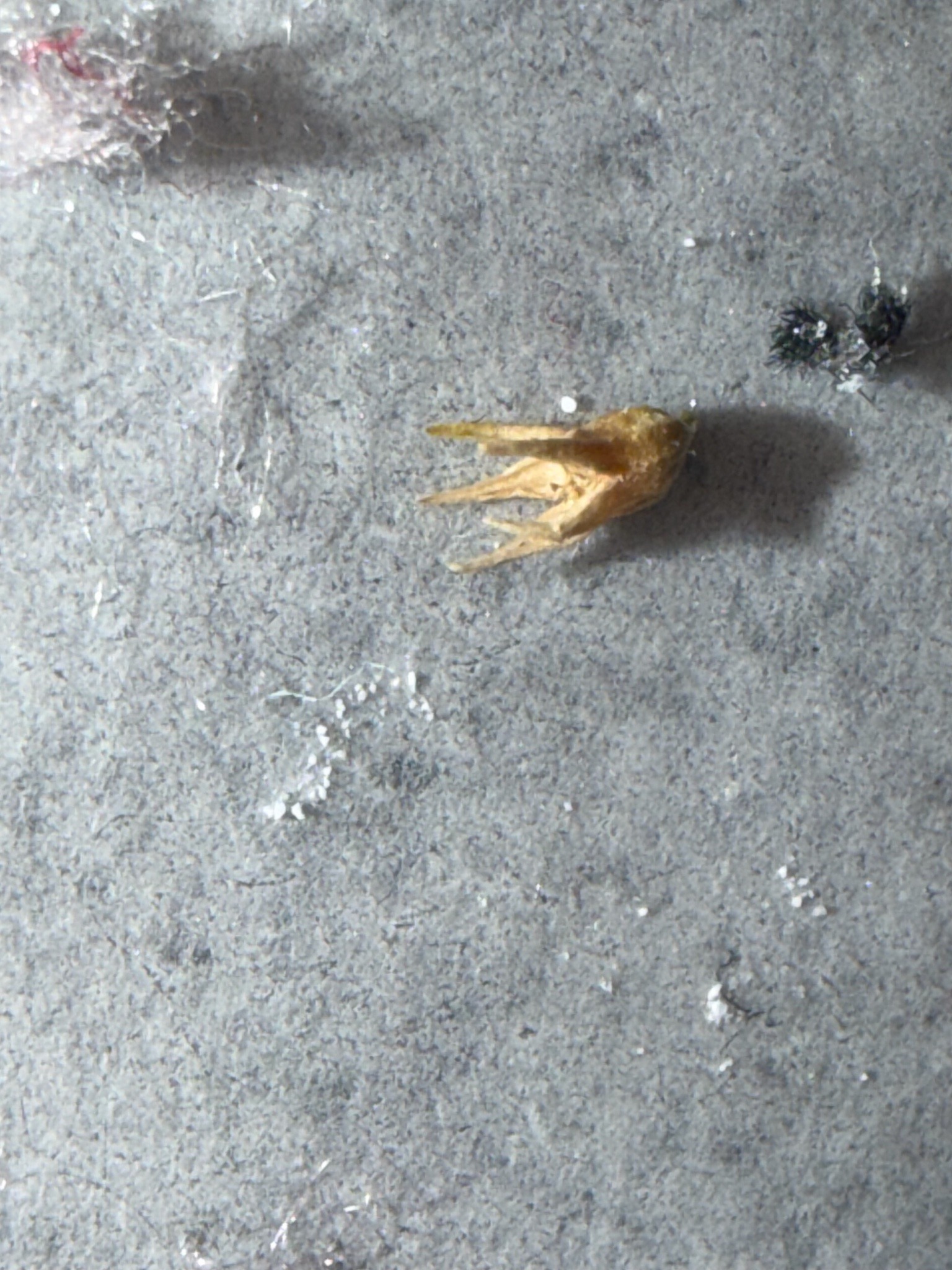 Not a bug/insect (Plant seed or bur)