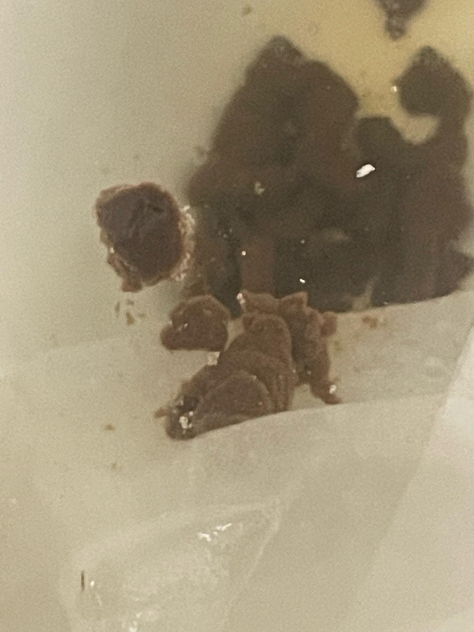 Not an insect (Human fecal matter)