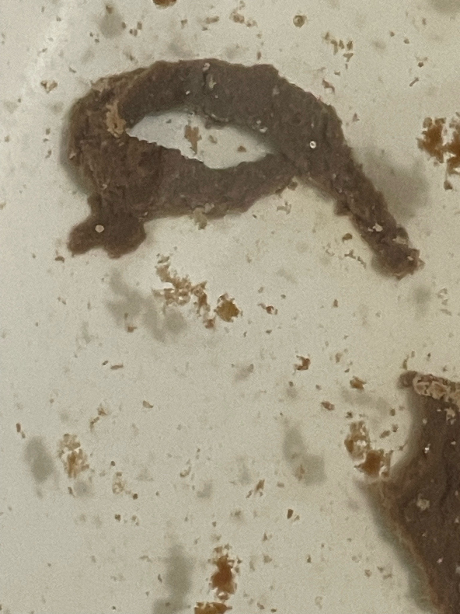 Not an insect (Inanimate debris or potential leech/slug specimen)
