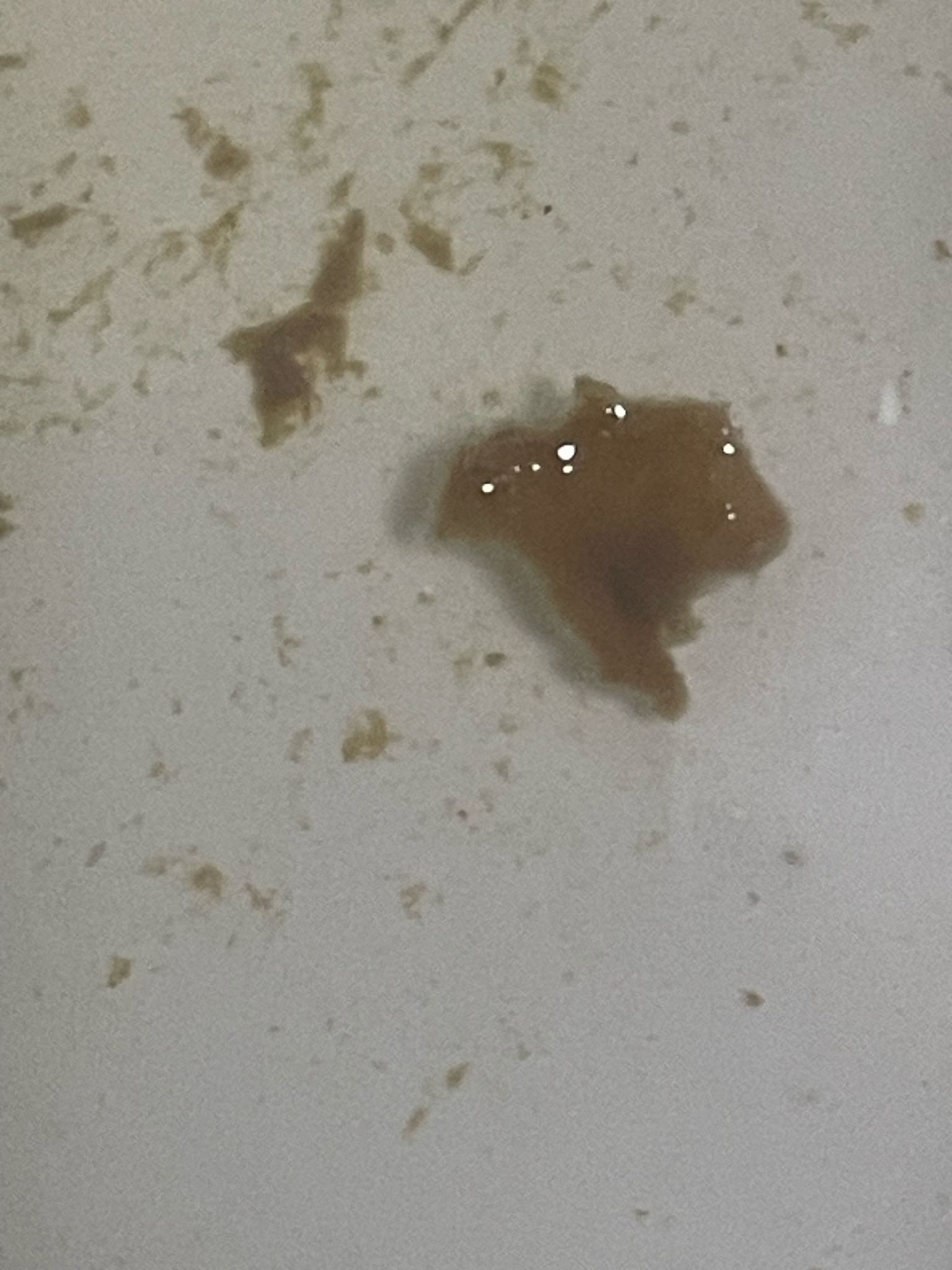Not an Insect (Organic/Inorganic Debris)