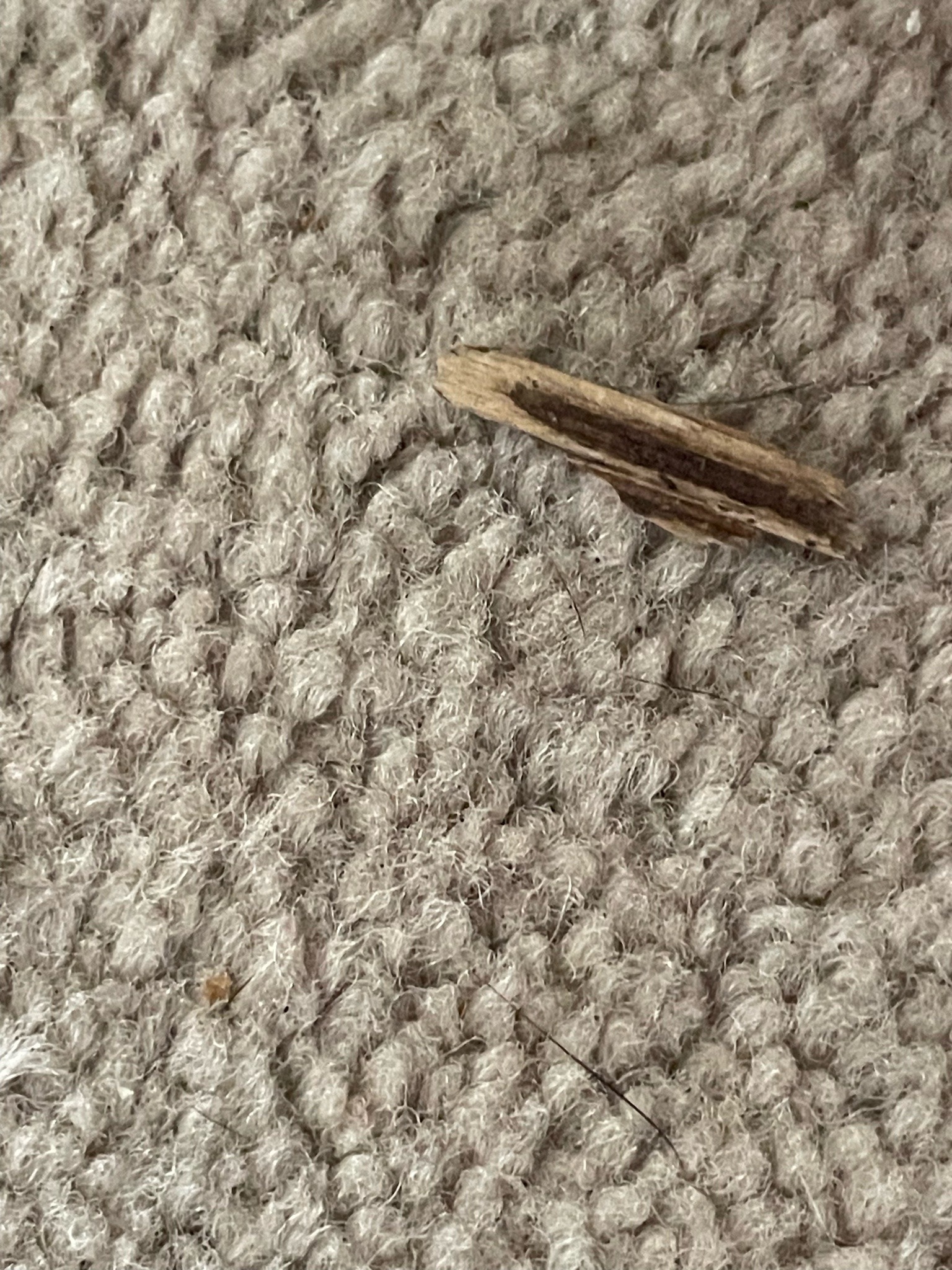 Not an insect (Wood Chip / Bark Fragment)