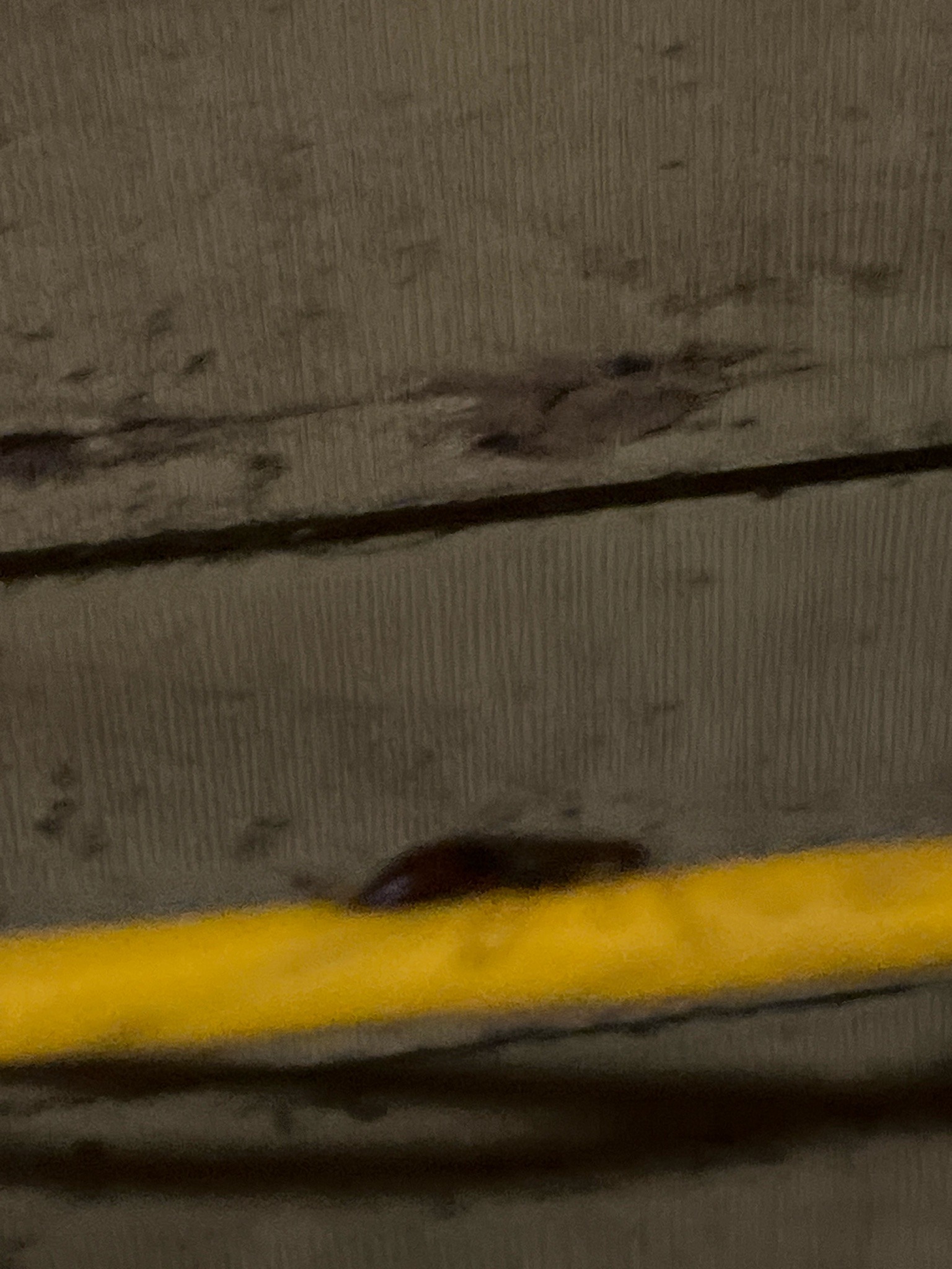 Not identifiable from the image