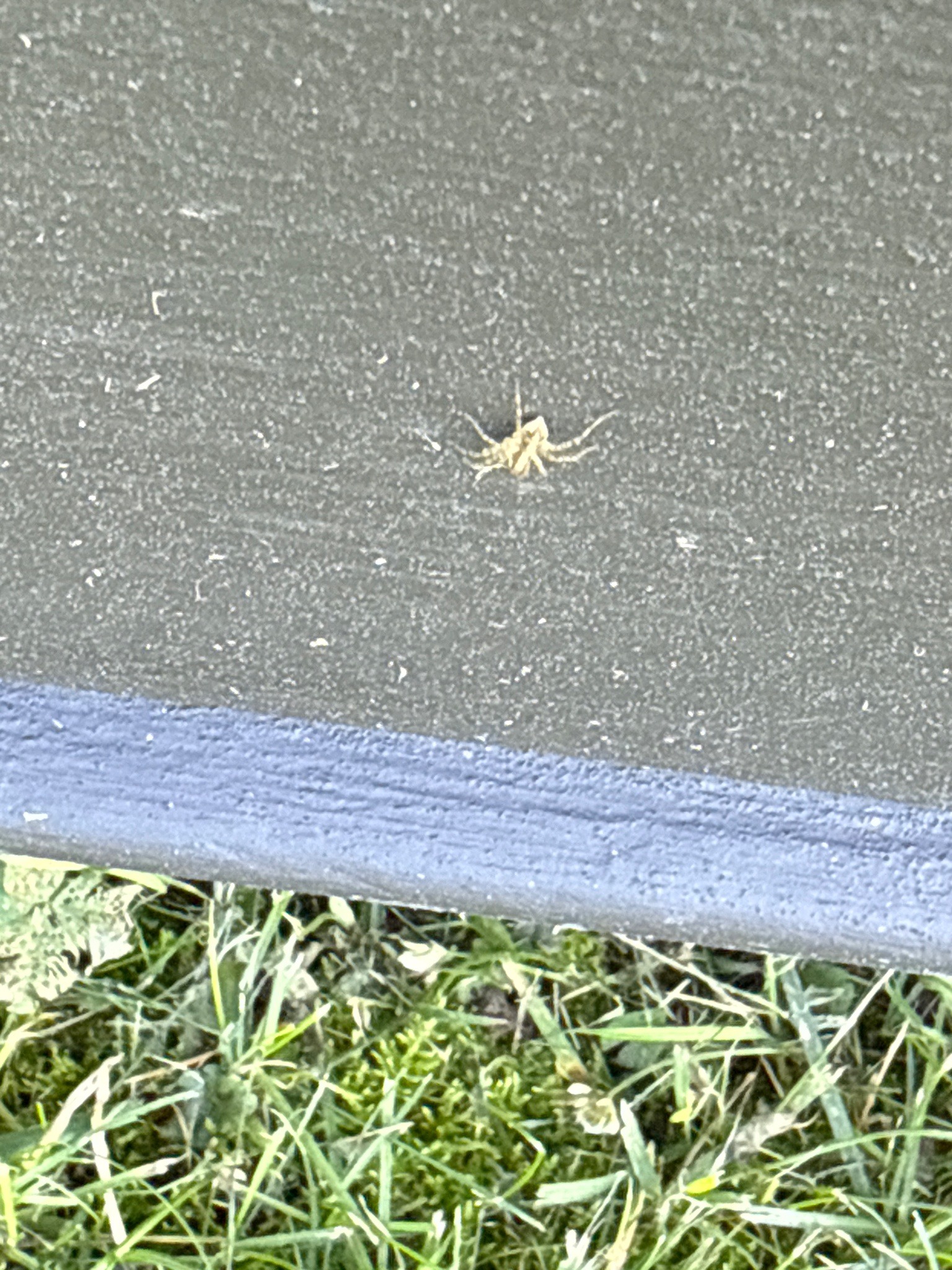 Nursery Web Spider