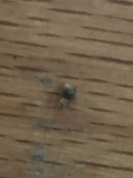 Odorous house ant