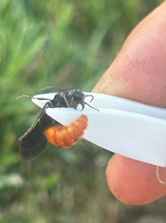 Orange-rumped velvet ant