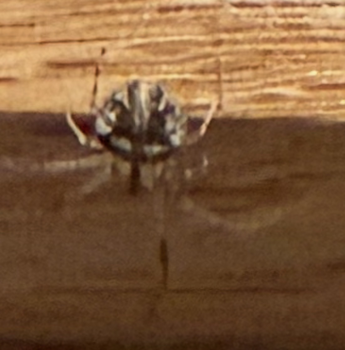 Orb-weaver spider (juvenile/immature)