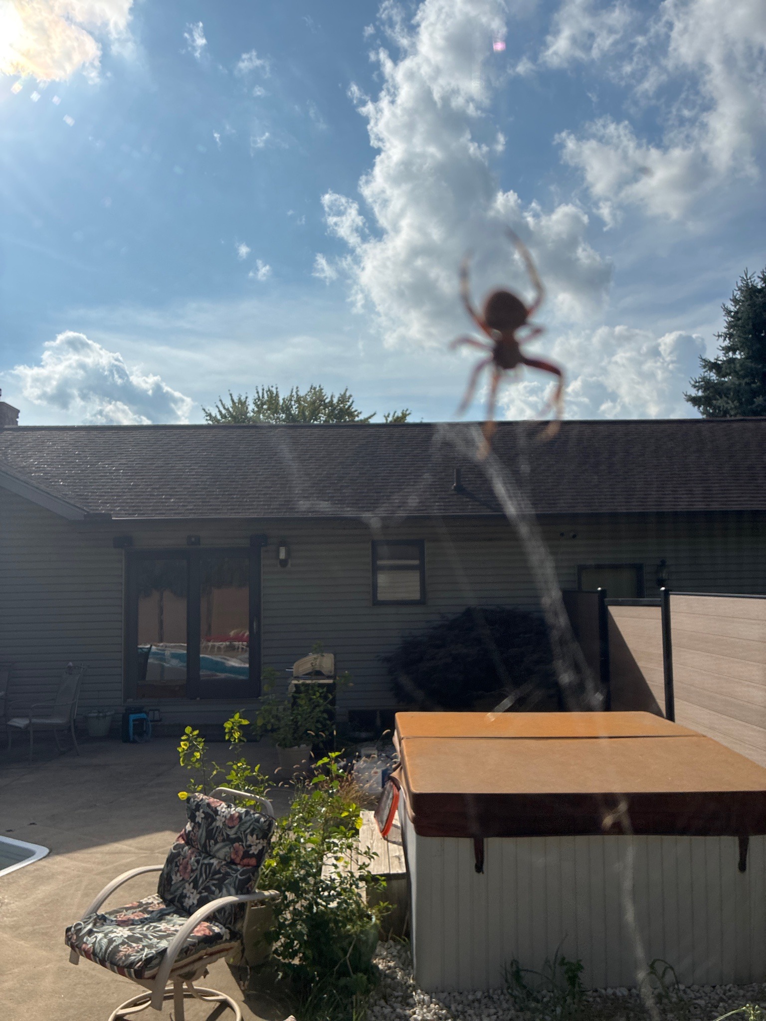 Orb-weaver spider (likely cross orb-weaver)