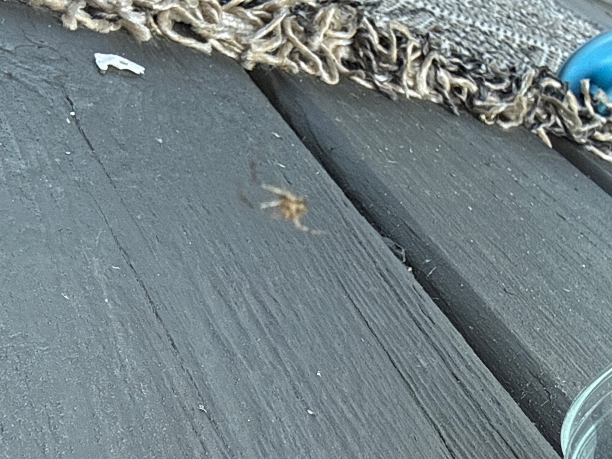 Orbweaver Spider (Cross Orbweaver / European Garden Spider)