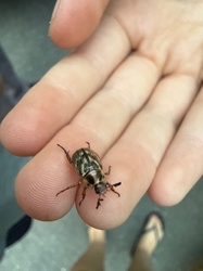 Oriental Beetle