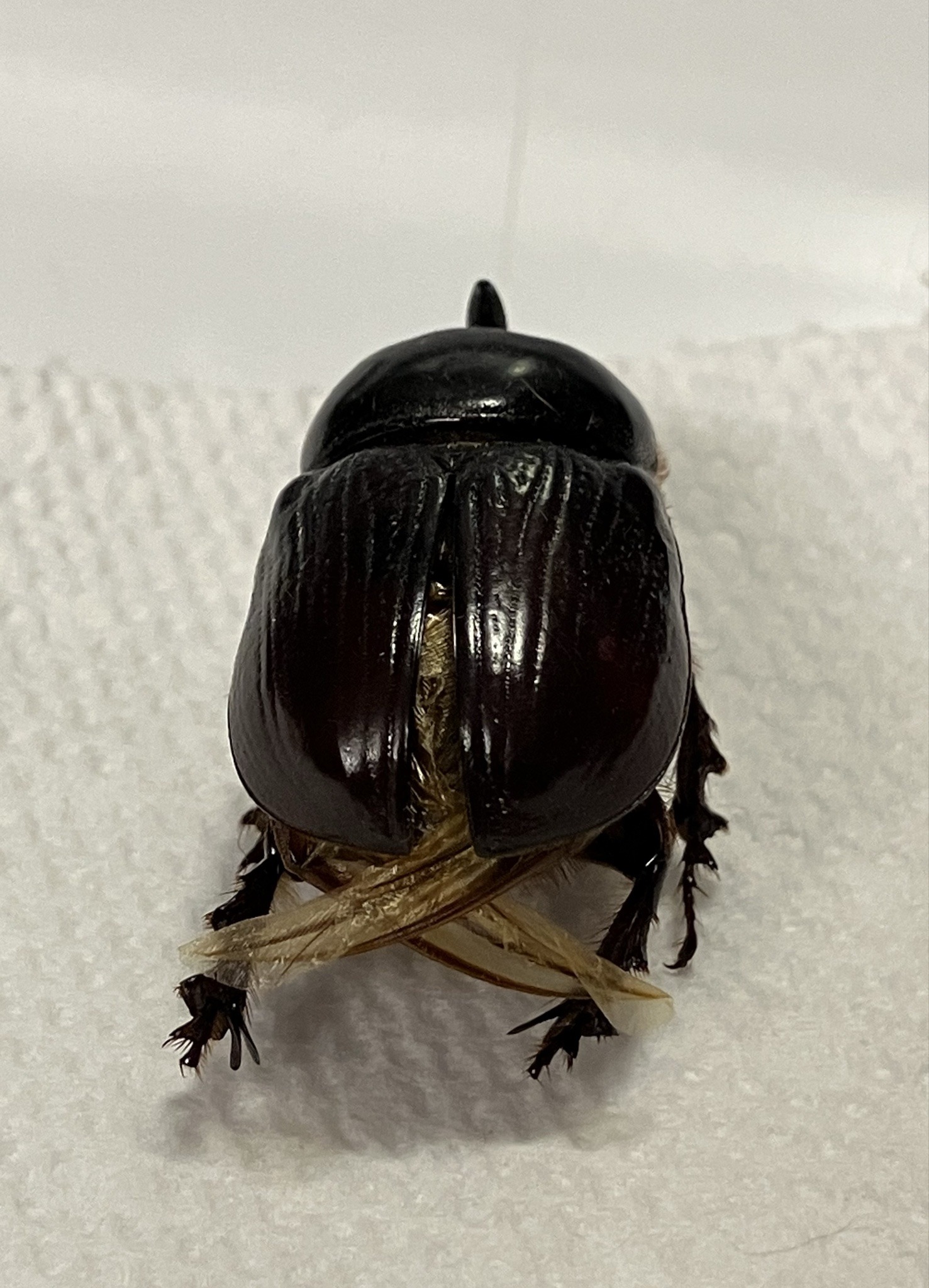Oriental cockroach (likely)