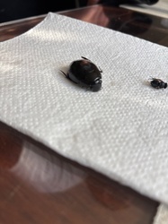 Oriental cockroach (likely adult and nymph)