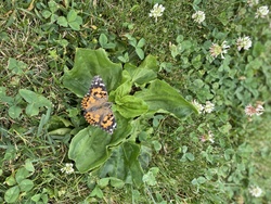 Painted Lady