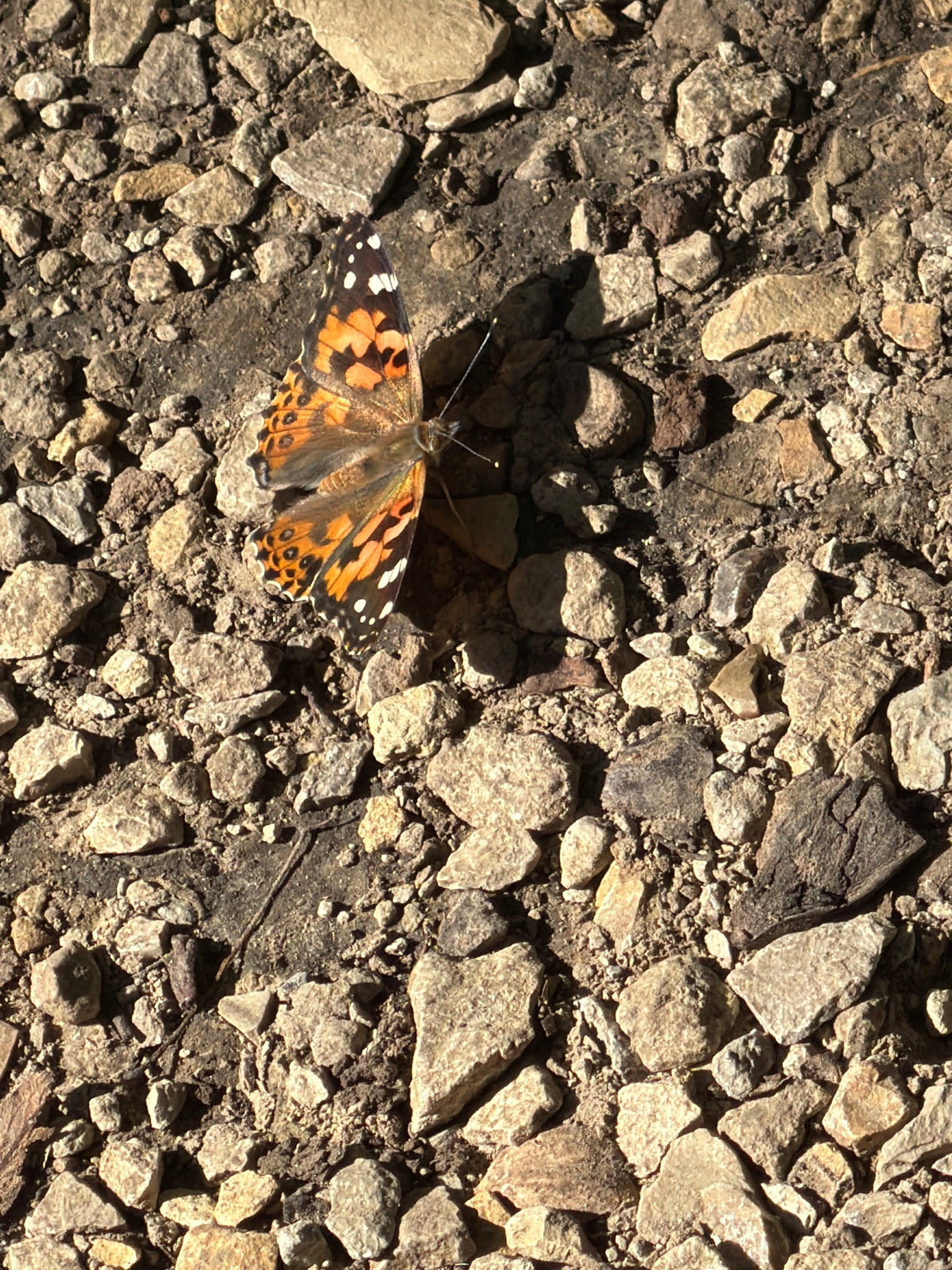Painted lady butterfly