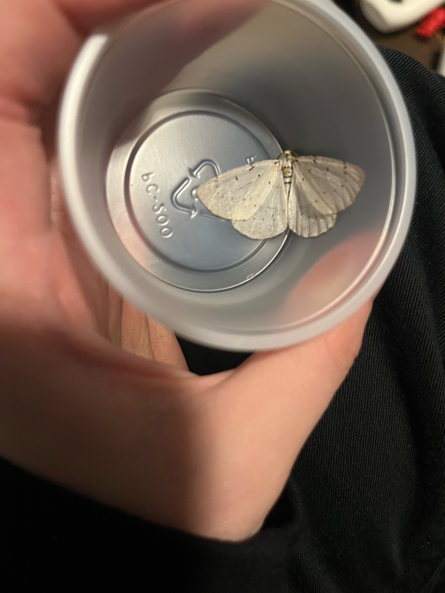 Pale geometer moth
