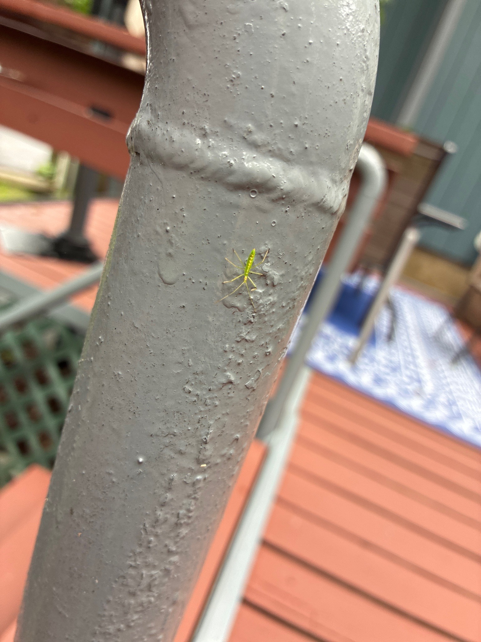 Pale Green Assassin Bug (Nymph)