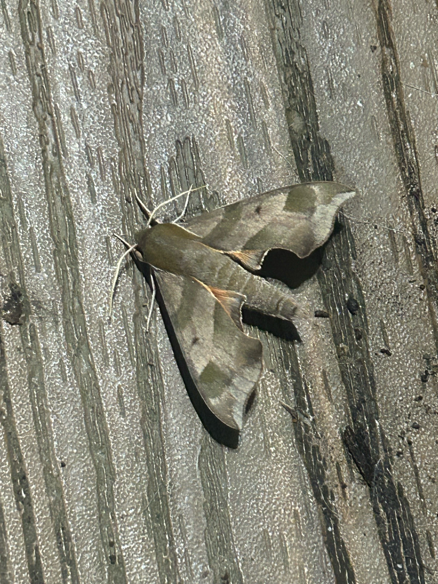 Pandora Sphinx Moth