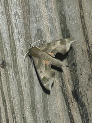 Pandora Sphinx Moth
