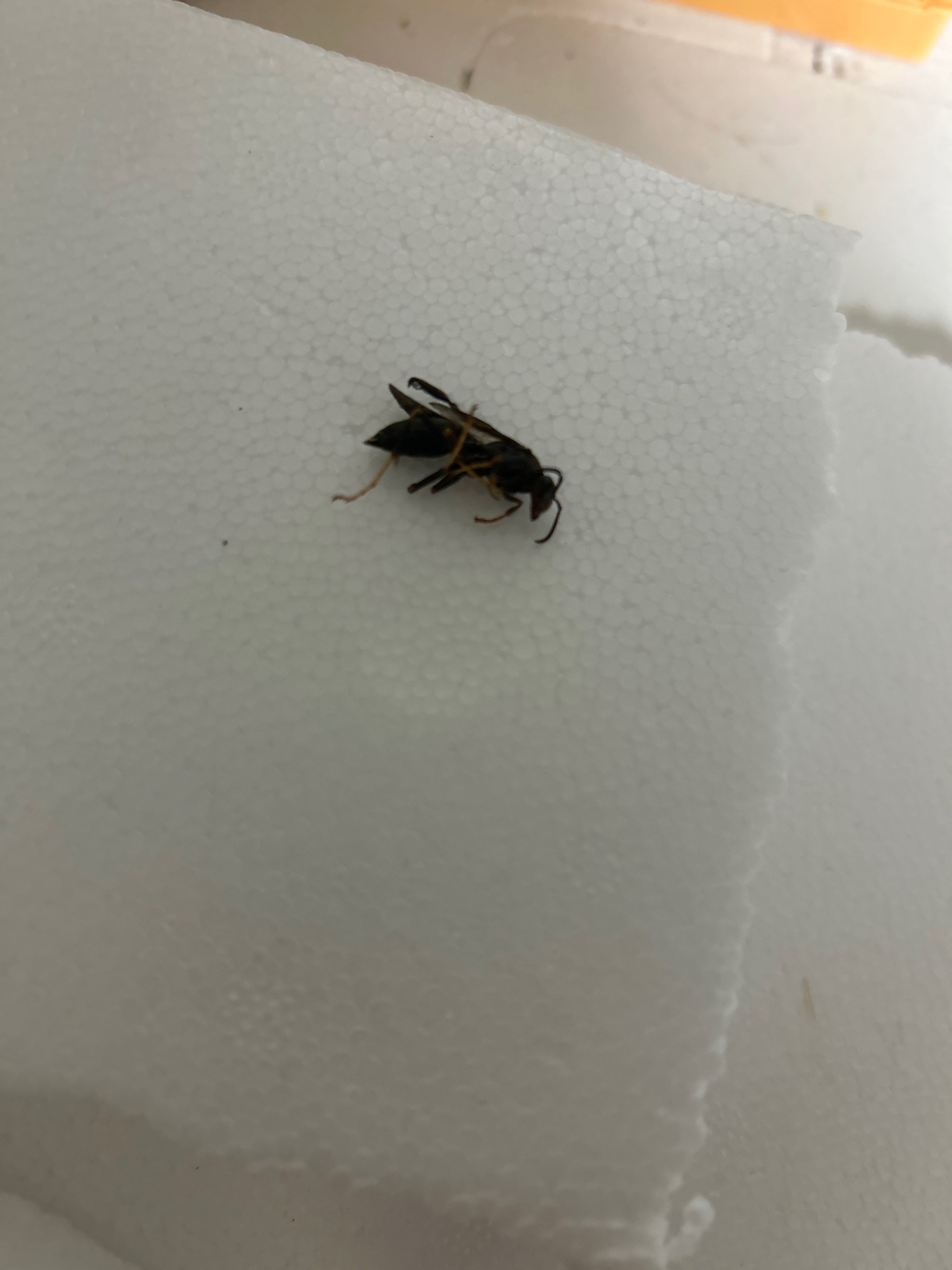 Paper Wasp