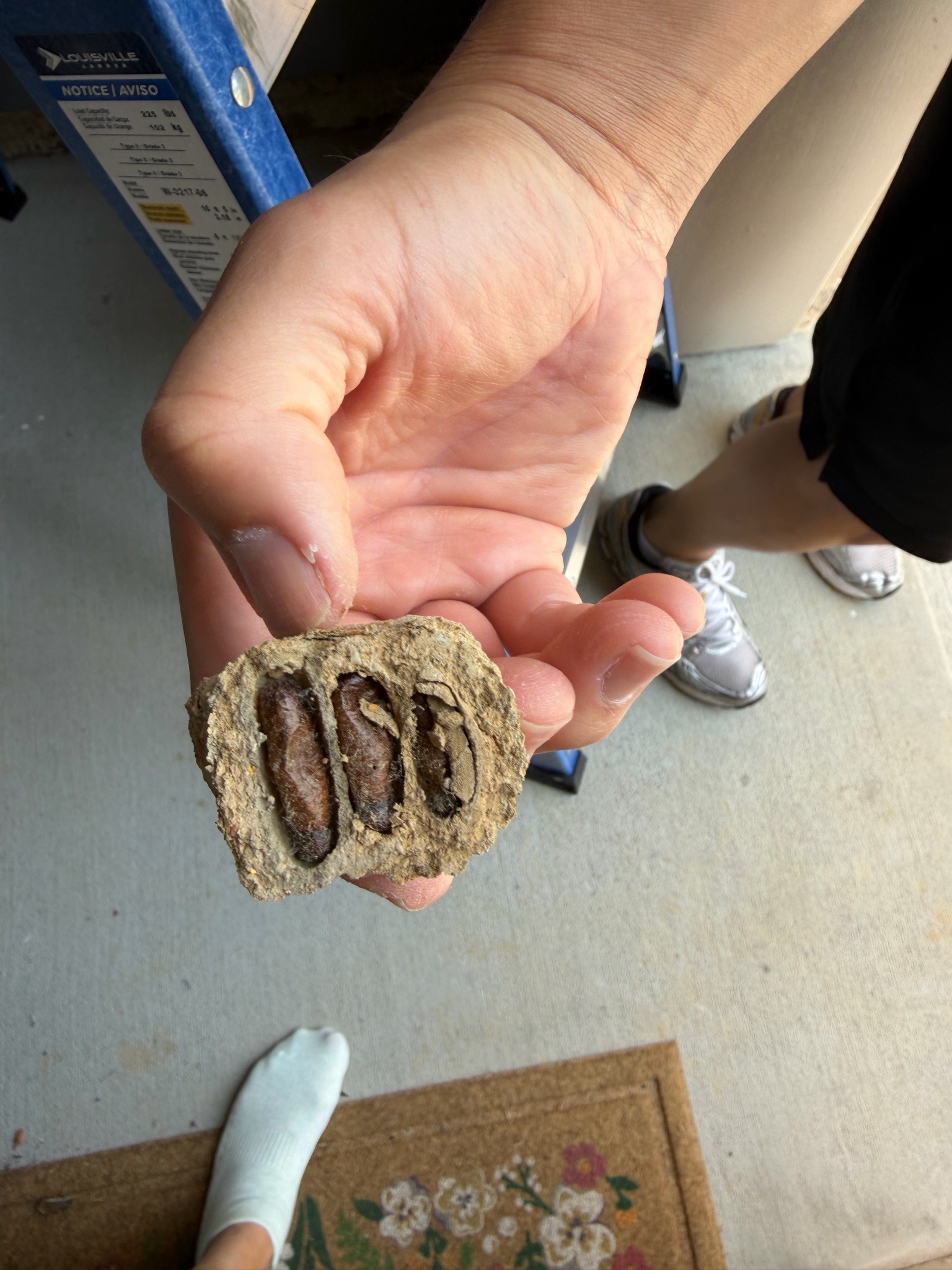 Paper wasp nest (likely red wasp nest)