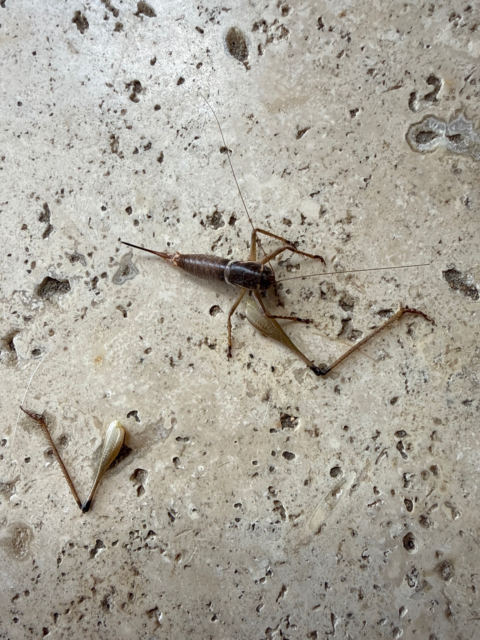 Parktown prawn (or King Cricket)