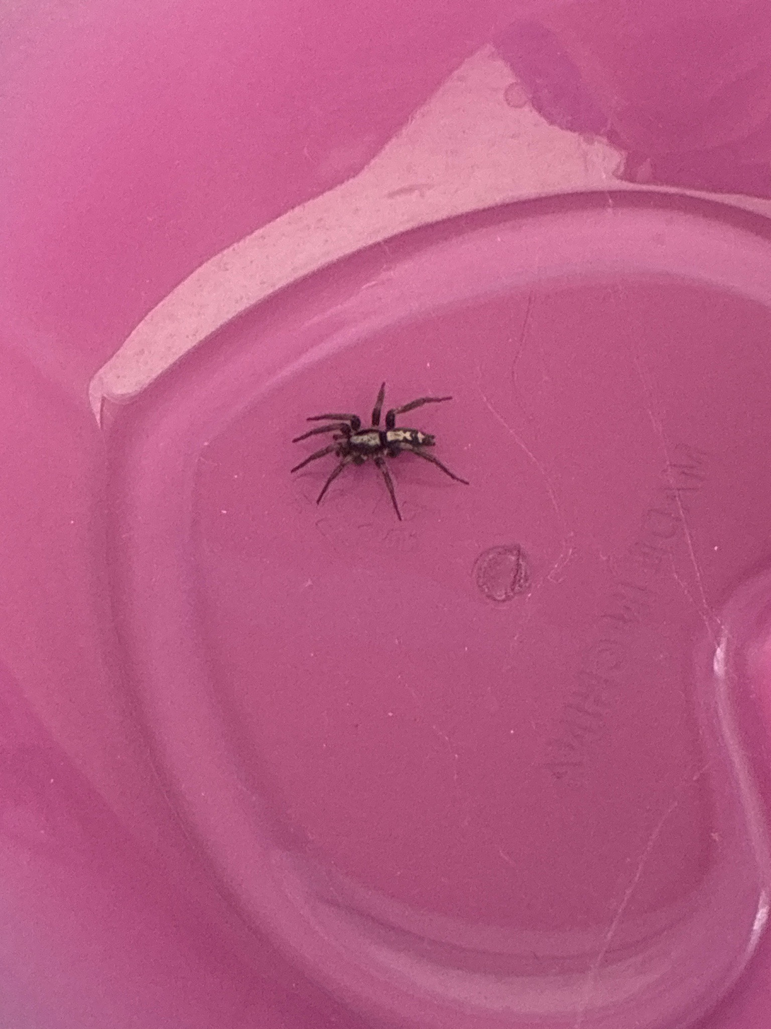 Parson Spider