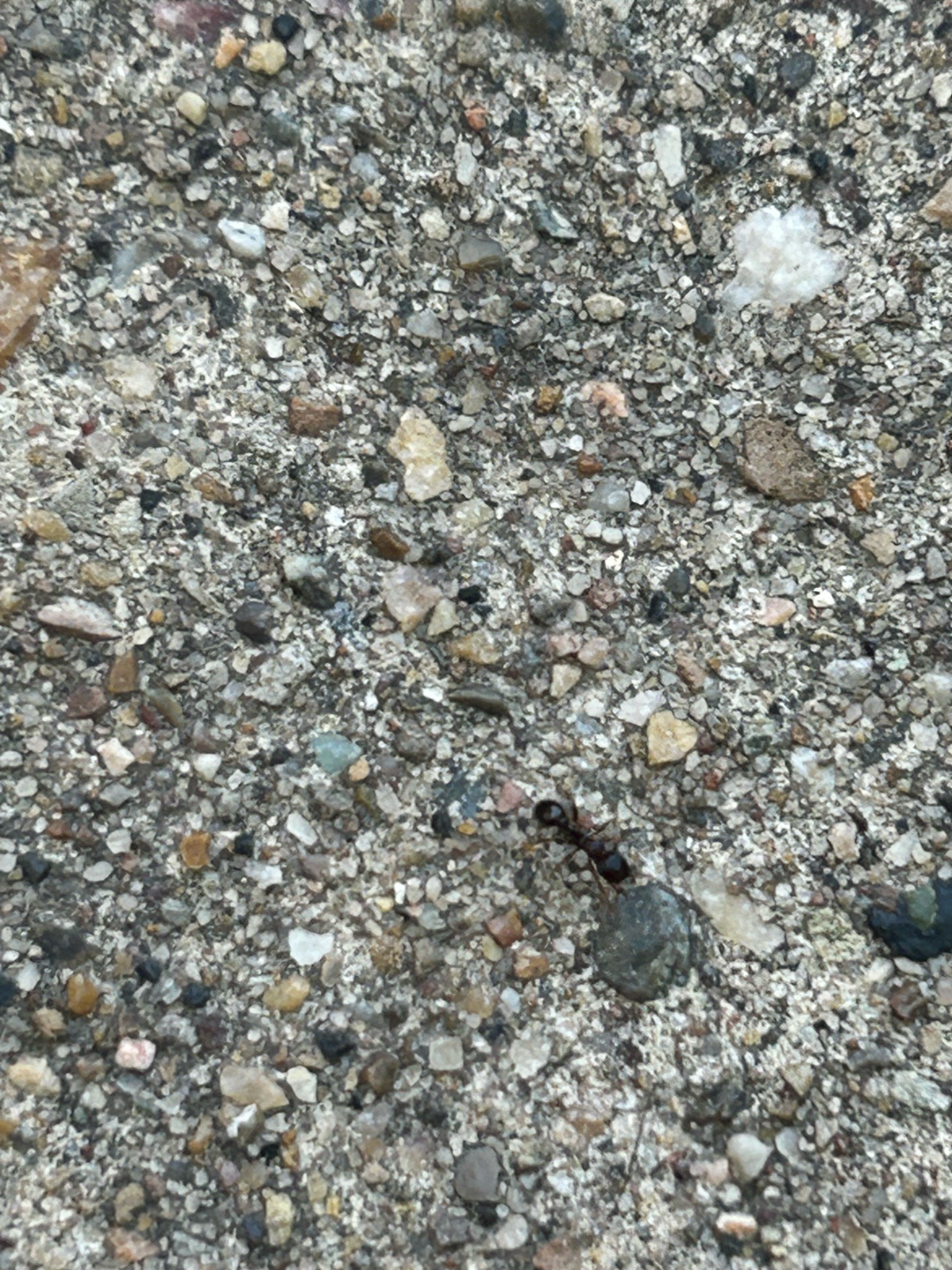 Pavement Ant