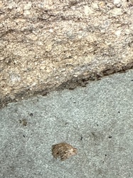 Pavement Ant