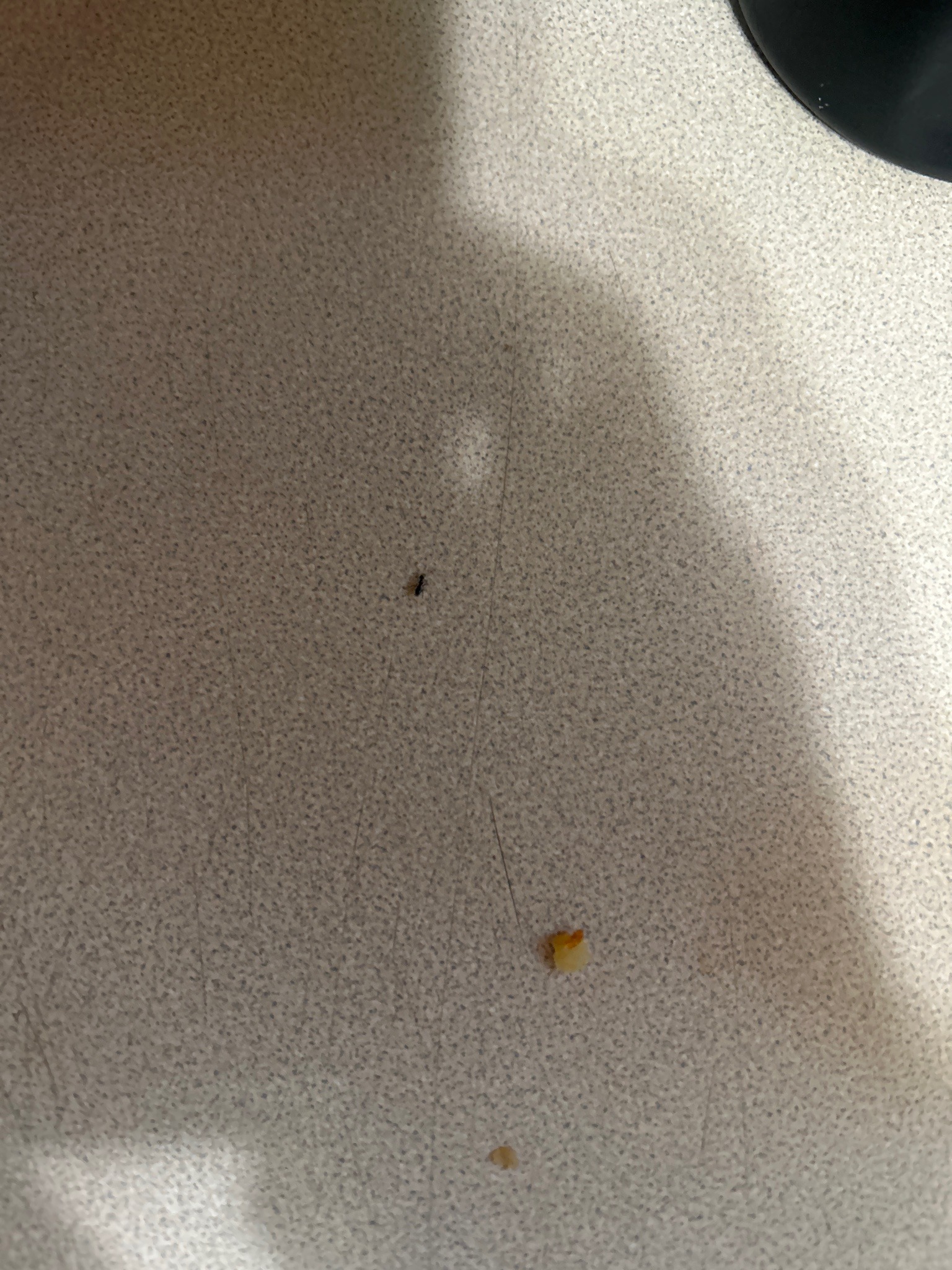 Pavement Ant
