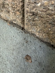 Pavement Ant