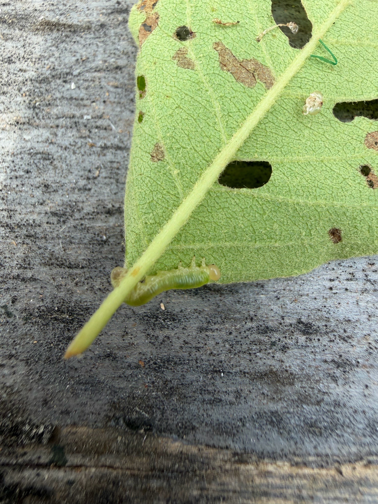 Pear Sawfly (Pear Slug)