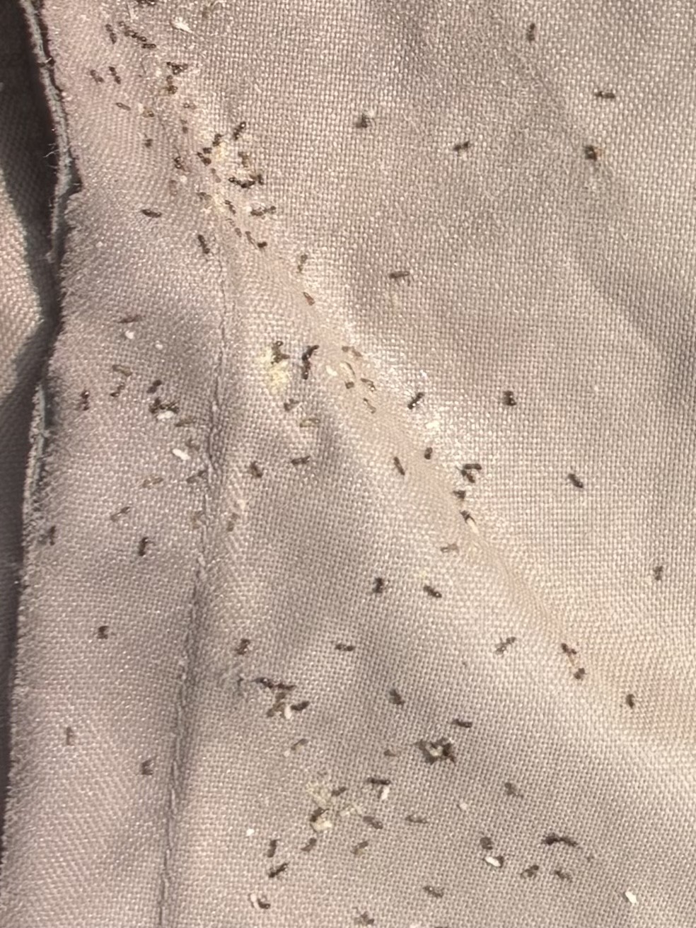 Pharaoh Ant