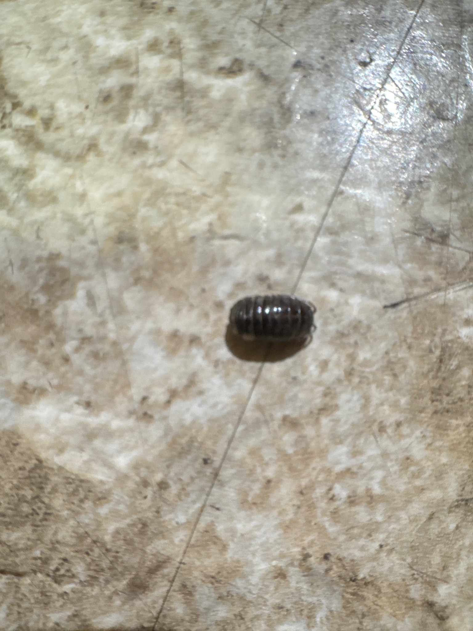 Pill bug (roly-poly, woodlouse)