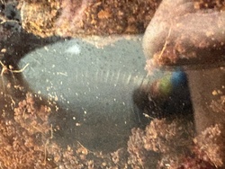 Pill Bug (Woodlouse / Roly-Poly)