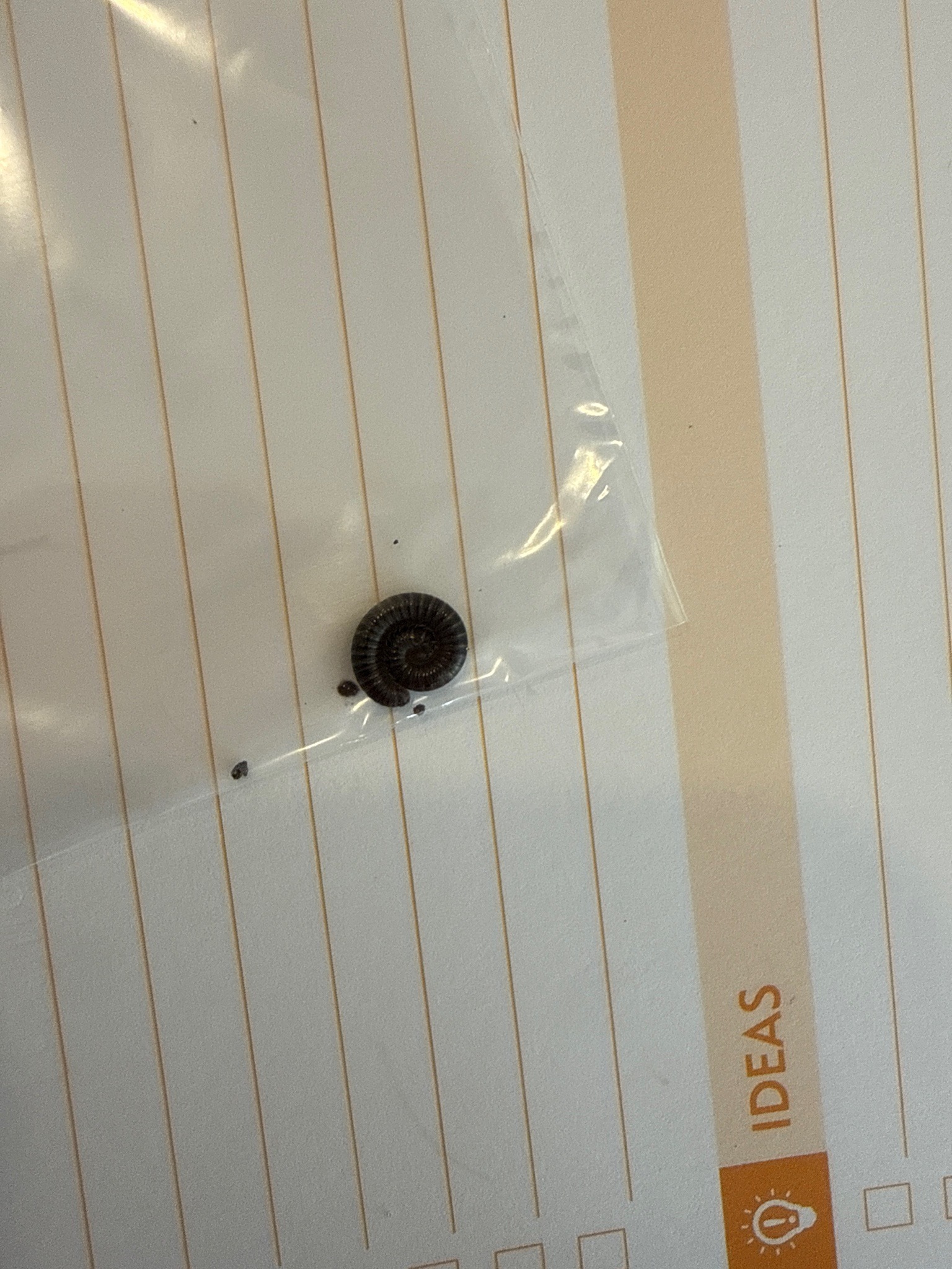 Pill millipede