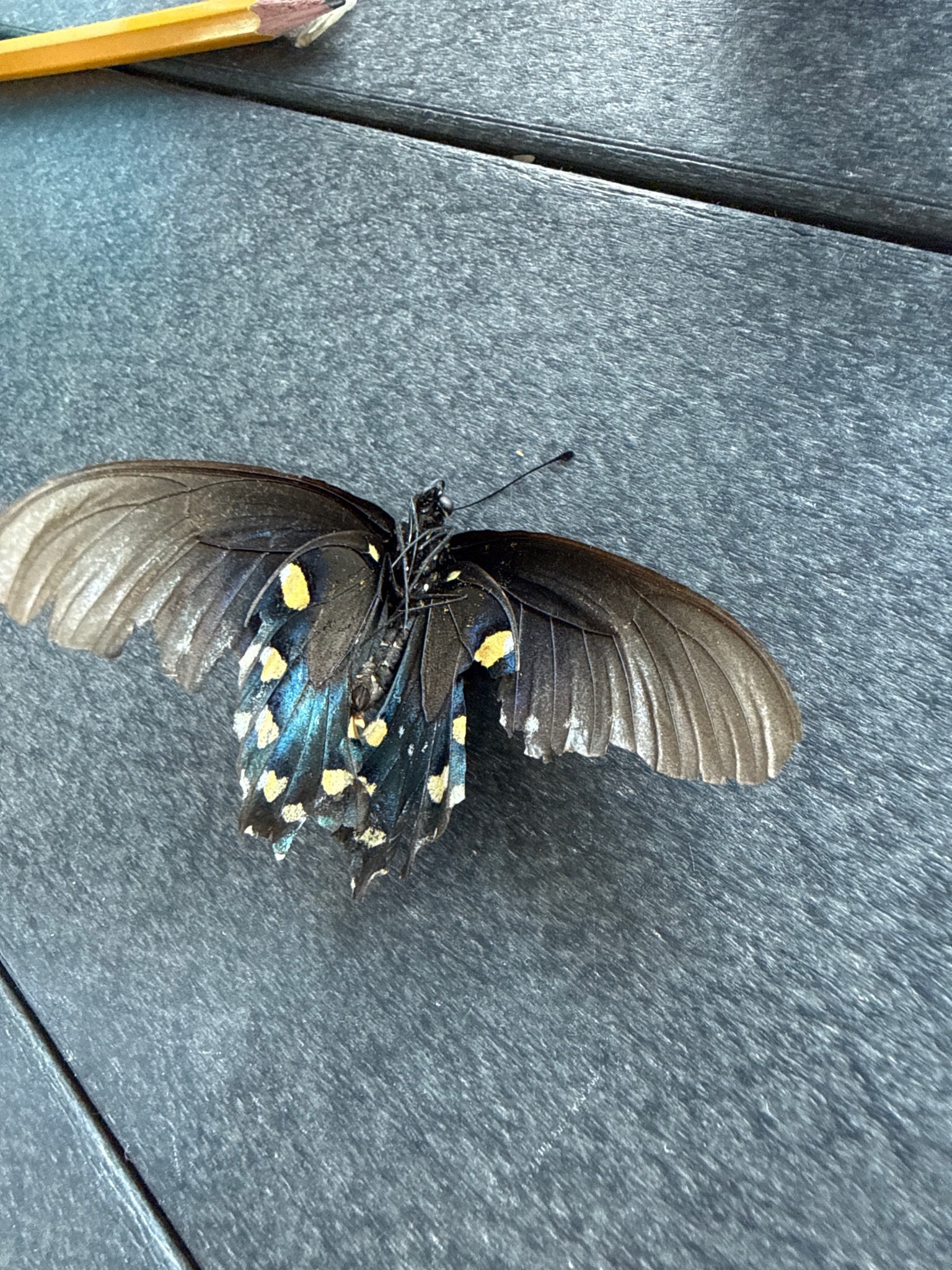 Pipevine Swallowtail