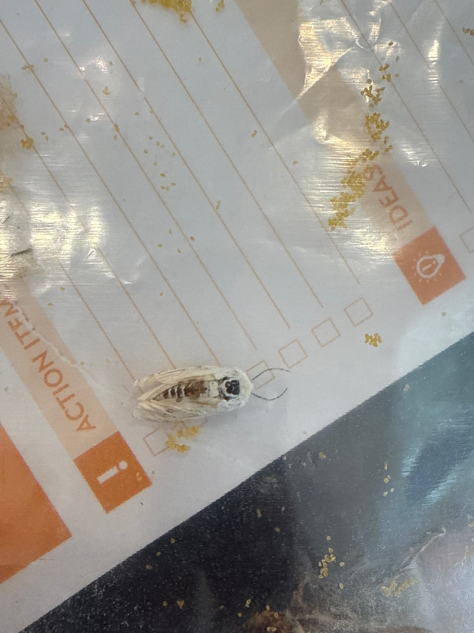 Planthopper (likely a flatid planthopper)