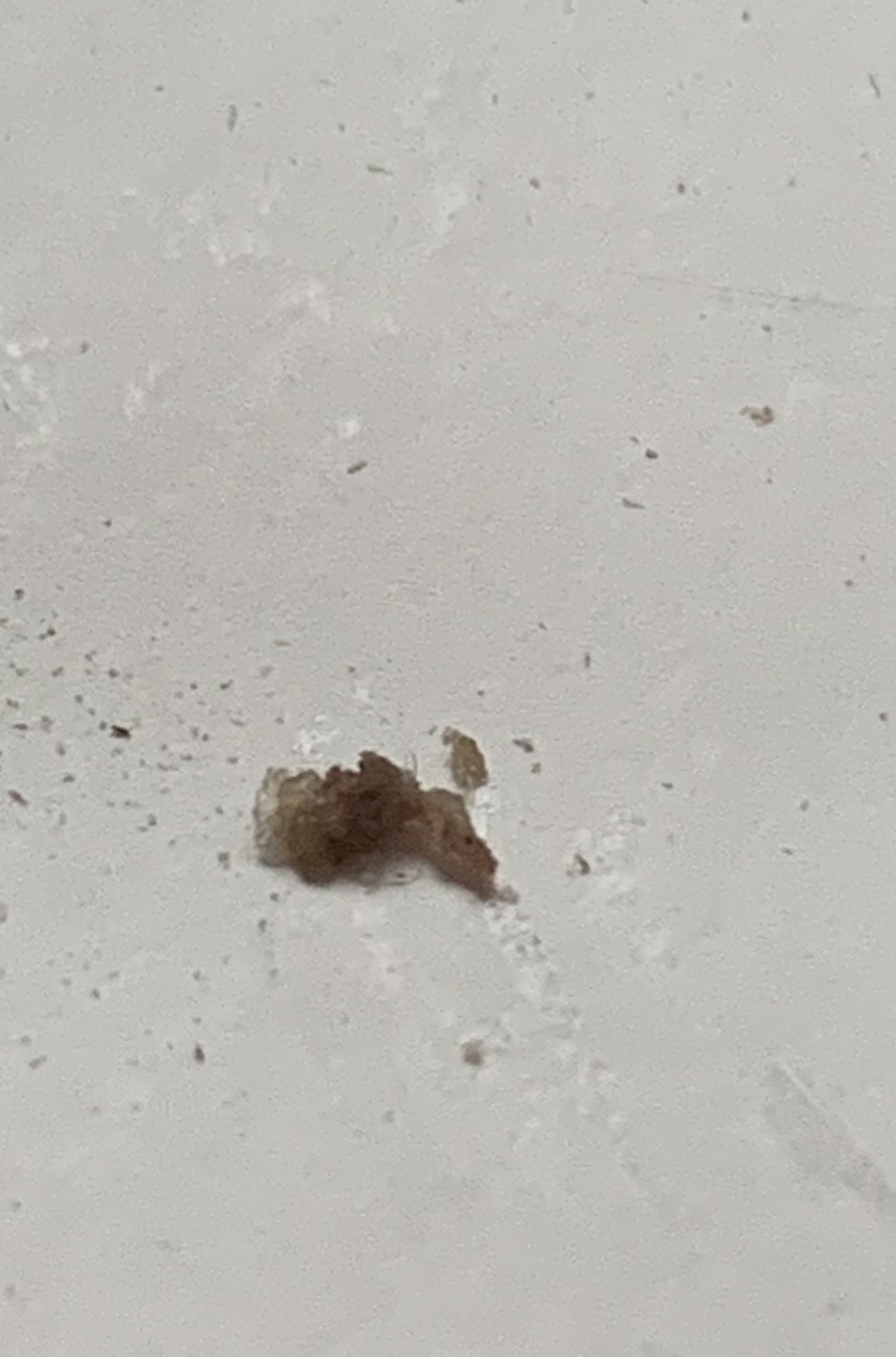 Plaster bagworm