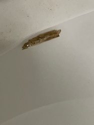 Plaster Casebearer (Casebearing Clothes Moth larva)