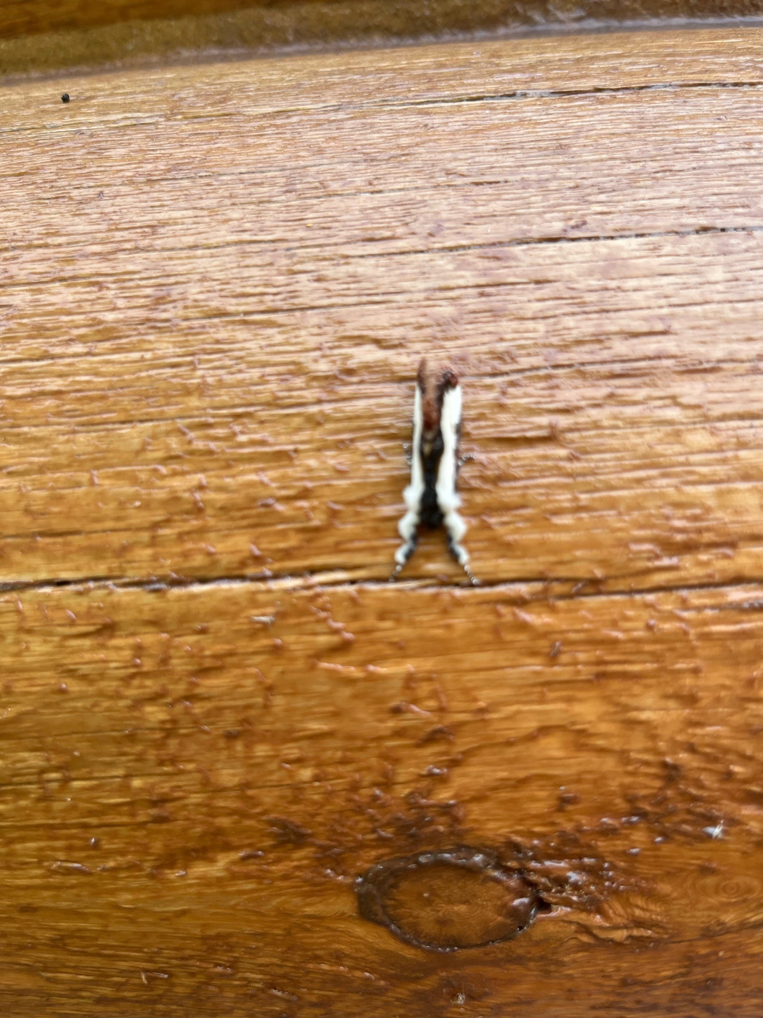 Plume moth (likely a white plume moth)