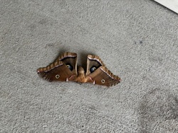 Polyphemus Moth