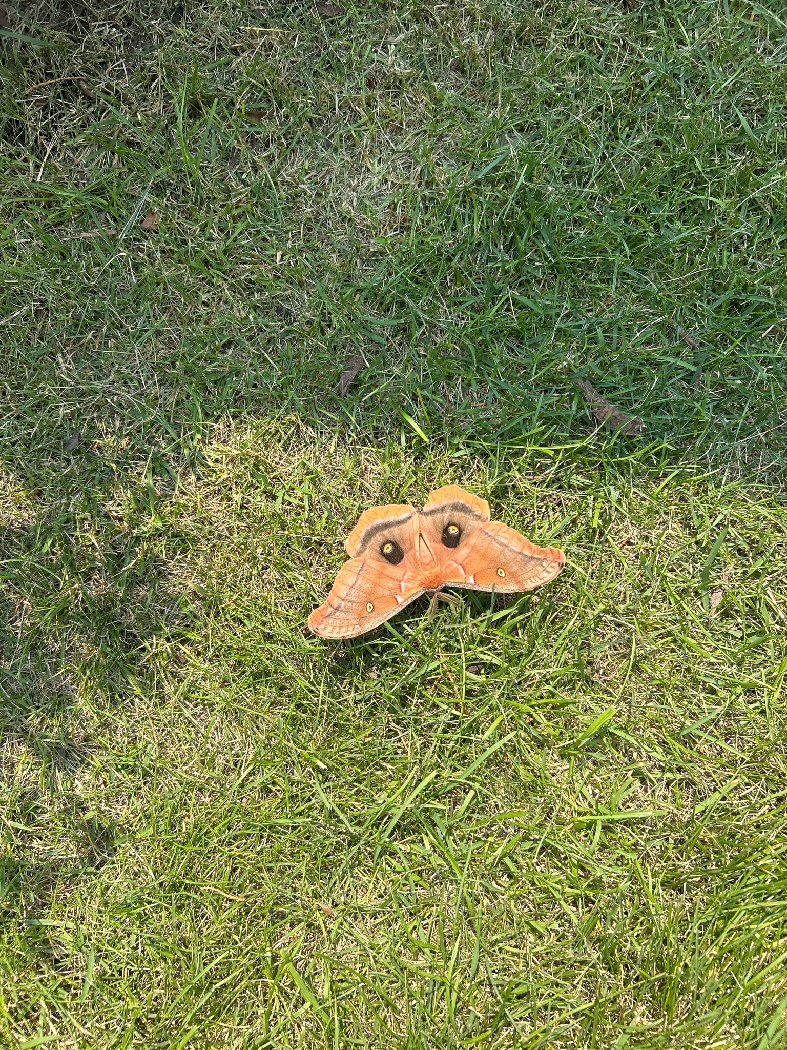Polyphemus Moth