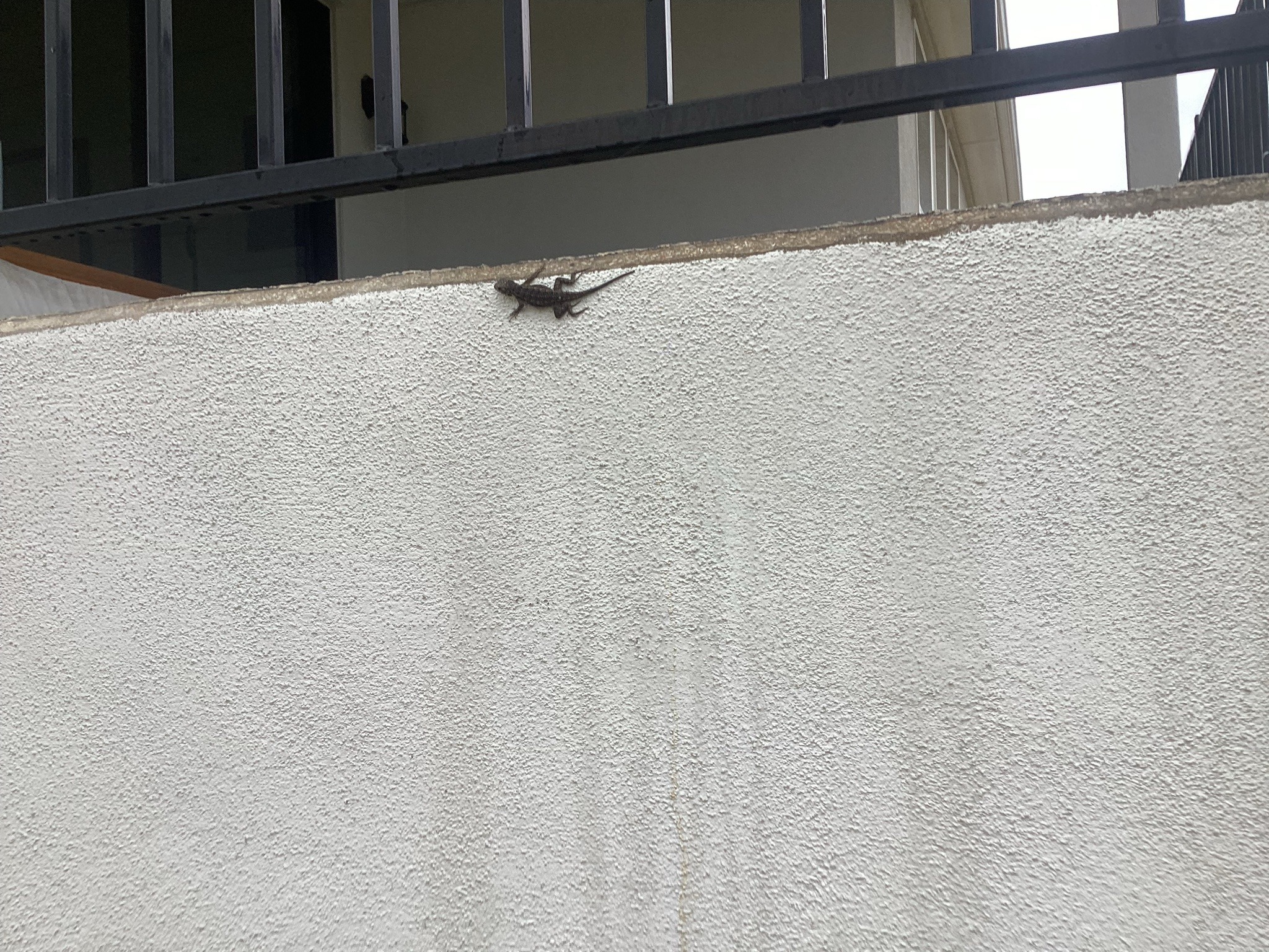 Possibly a house centipede