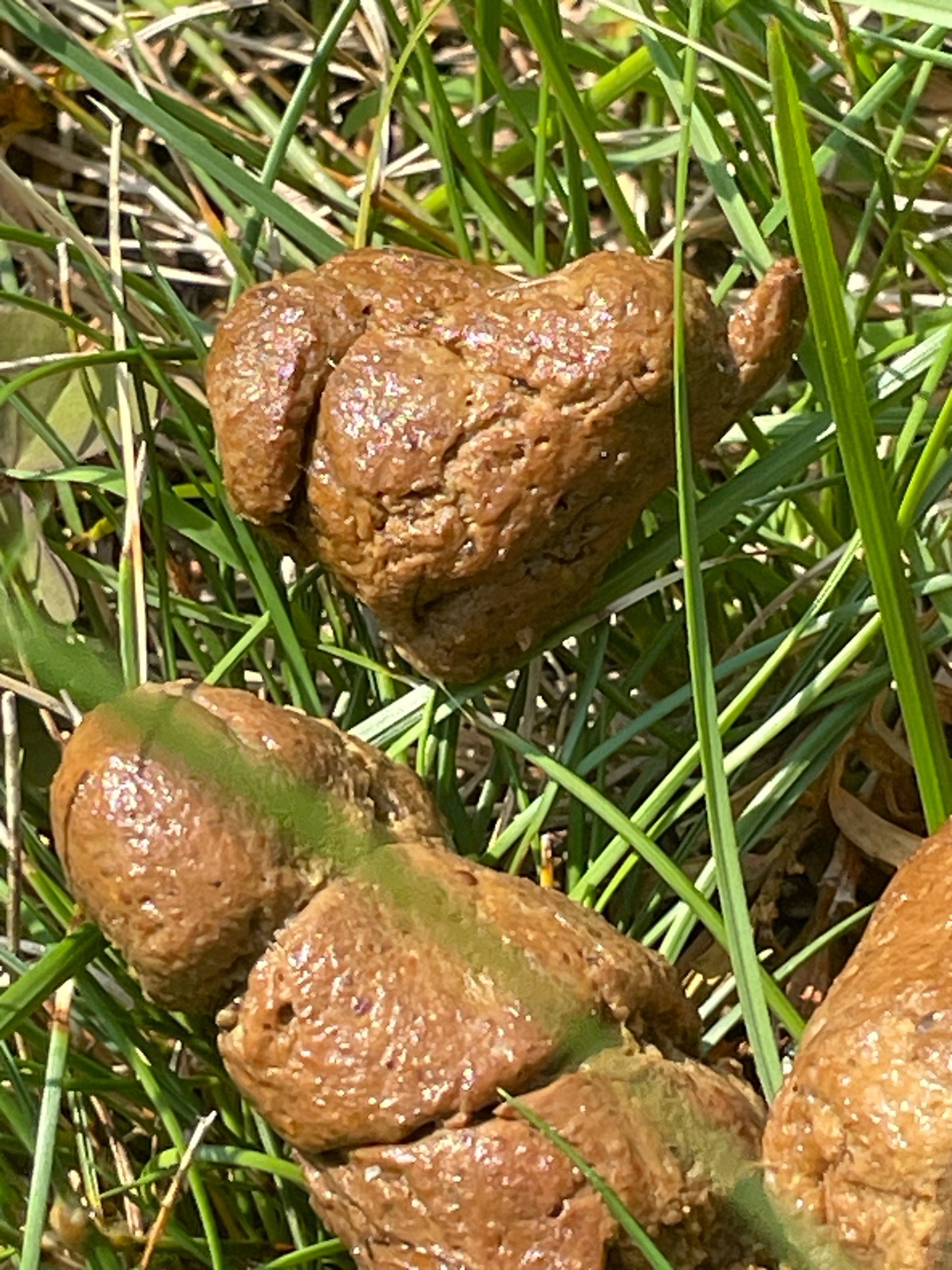 Praying Mantis Egg Case (Ootheca)