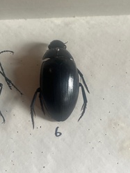 Predaceous diving beetle