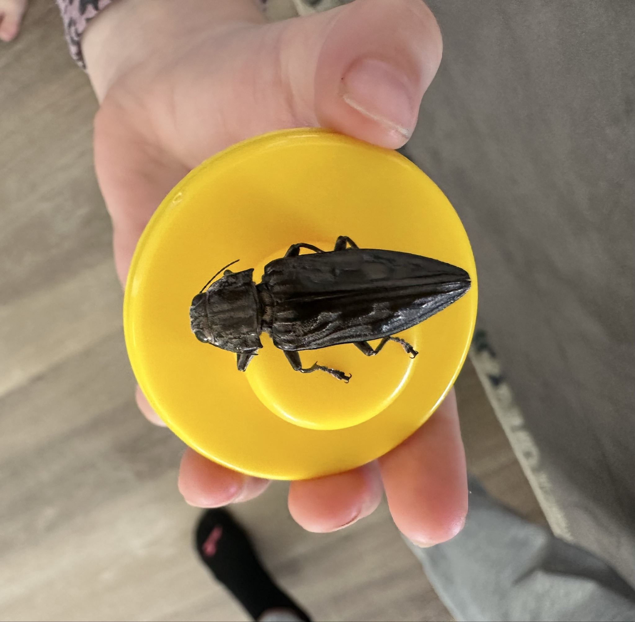 Predaceous diving beetle (likely a giant water scavenger beetle)