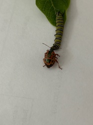 Predatory Stink Bug (likely Florida Predatory Stink Bug)
