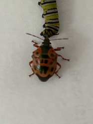Predatory Stink Bug (Nymph)