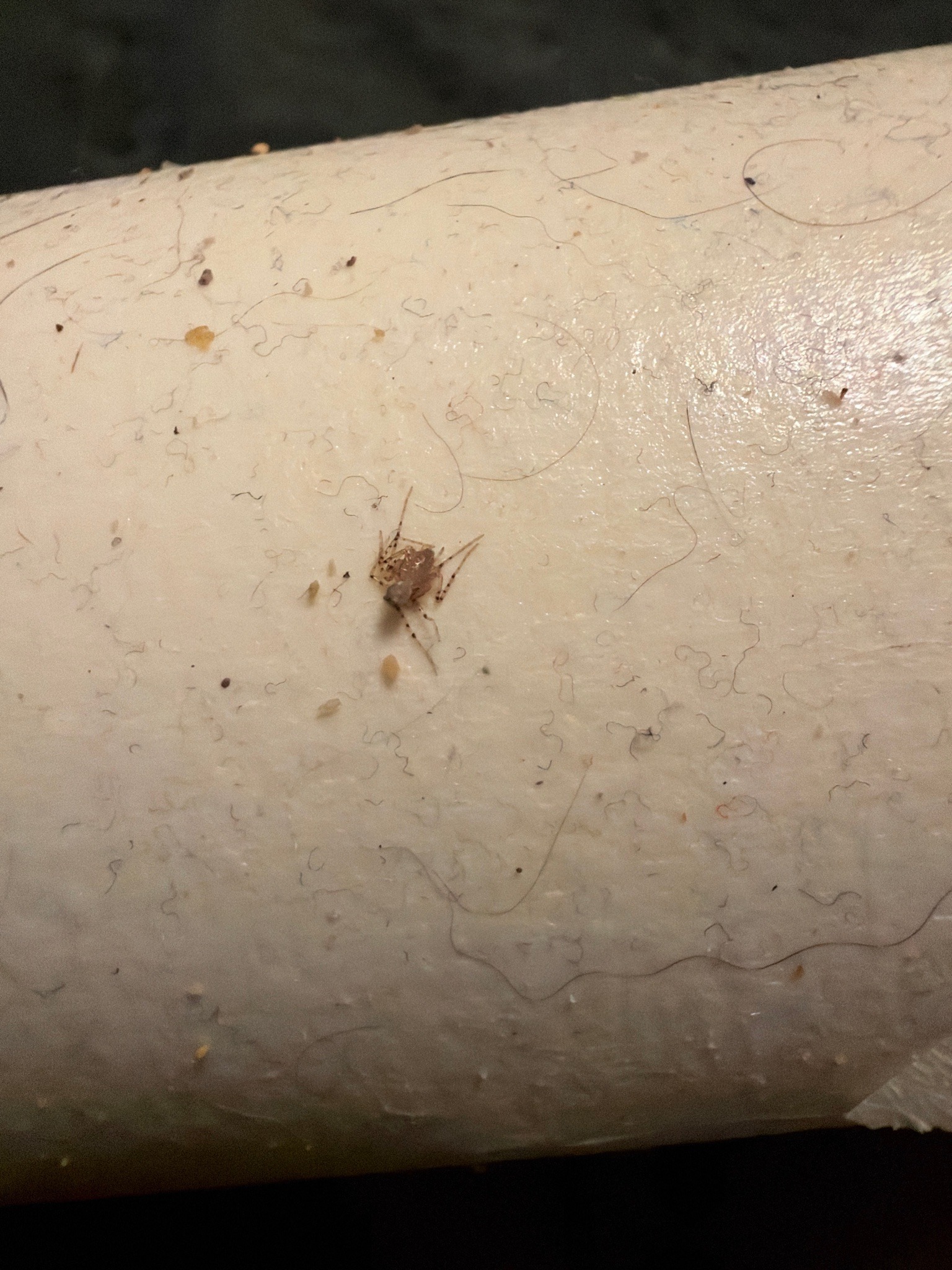 Probably a spider beetle